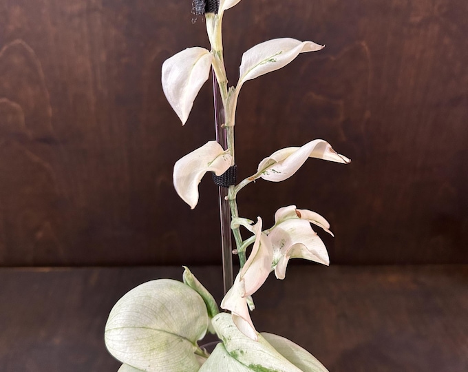 Scindapsus Hologram Highly Variegated * USA Exact Plant