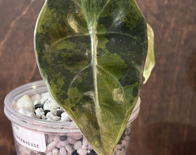 Alocasia SEDENII AUREA Variegated * USA Pick Your Plant