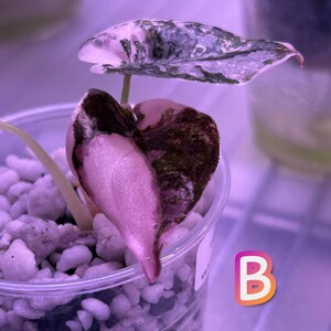 Alocasia Cuprea PINK Albo Variegated * USA Pick Your Plant
