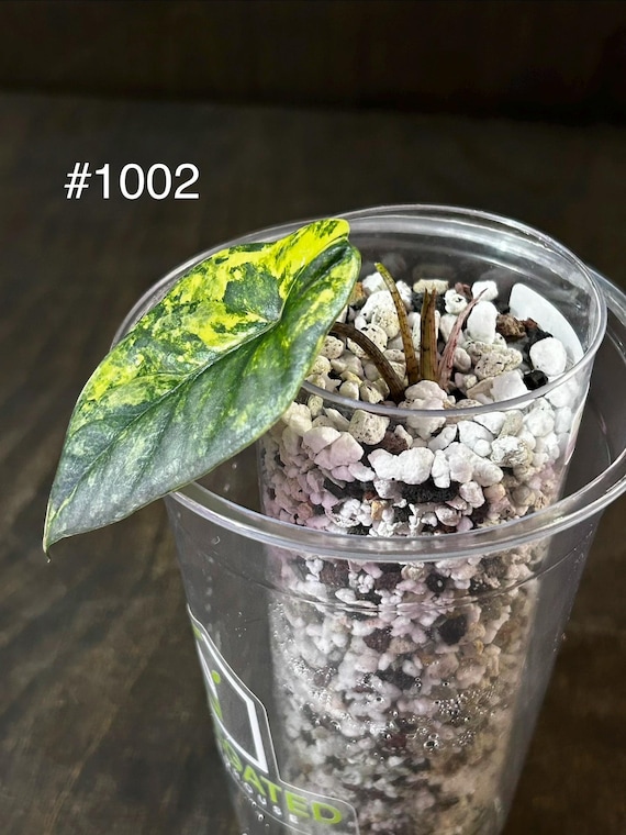 Alocasia Heterophylla METALIC BLUE Variegated * USA Pick Your