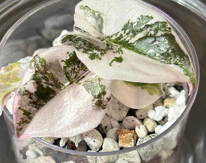 Alocasia Cuprea PINK (Albo Pink Sectoral) Variegated * USA Pick Your Plant