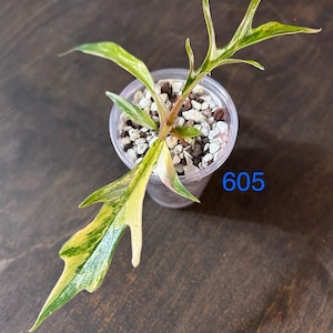 Philodendron TORTUM Variegated * USA Pick Your Plant