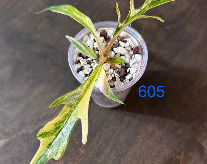 Philodendron TORTUM Variegated * USA Pick Your Plant