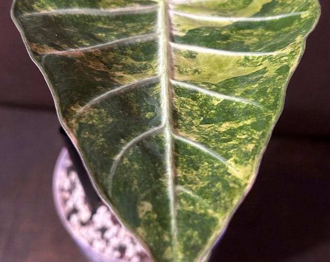 Alocasia Longiloba Lucifer Aurea Variegated * USA Pick Your Plant