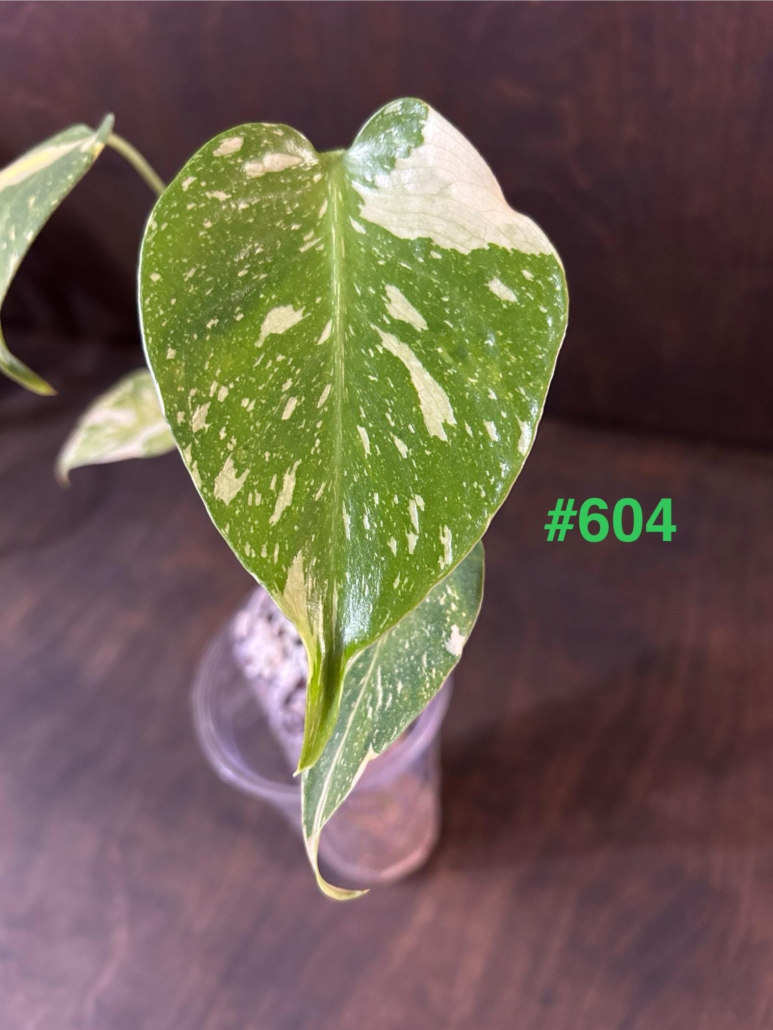 Monstera ELECTROLIGHT Electrolyte Electrolite Variegated * USA