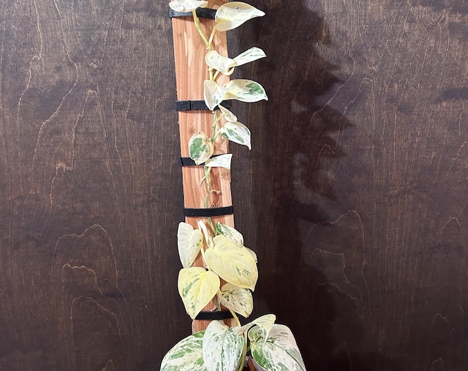 Scindapsus Mariposa 2-in-1 Highly Variegated * USA Exact Plant
