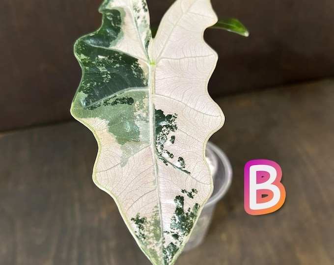 Alocasia Psuedo Sanderiana PINK Variegated * Corm Grown * USA Pick Your Plant