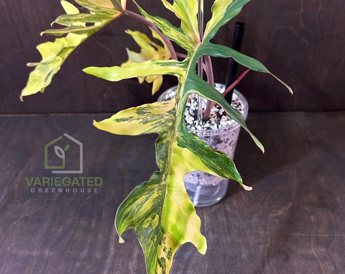 Philodendron F1 !! HYBrid {(FloBe X Mayoi) X (Mayoi X Billi)} * Variegated * USA Exact Plant - Ultra Rare Unicorn