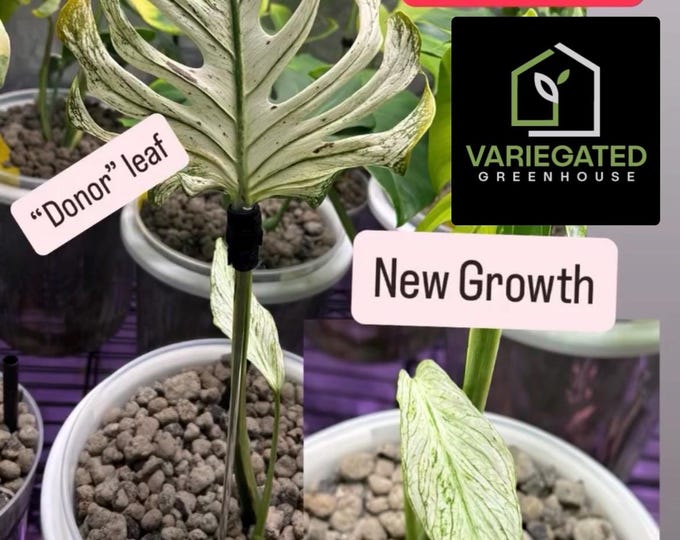 DEVIL MONSTER * USA Exact Plant * Variegated Monstera