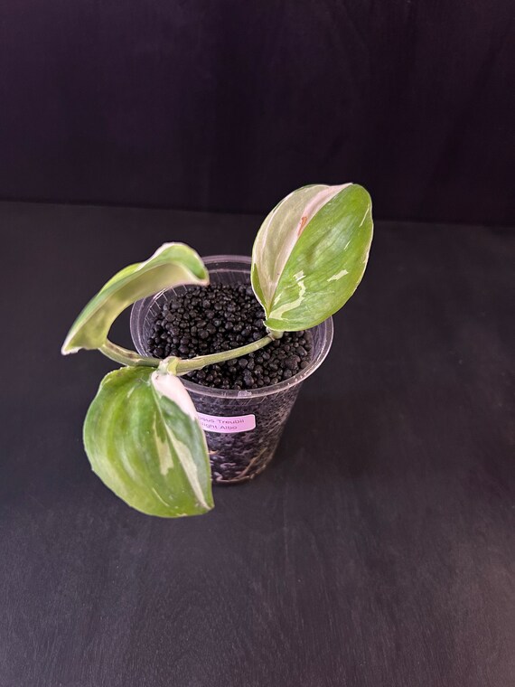 USA Scindapsus Treubii Moonlight Albo Variegated - ExAcT PLaNT  Rooted and Growing !  Rare US Plants