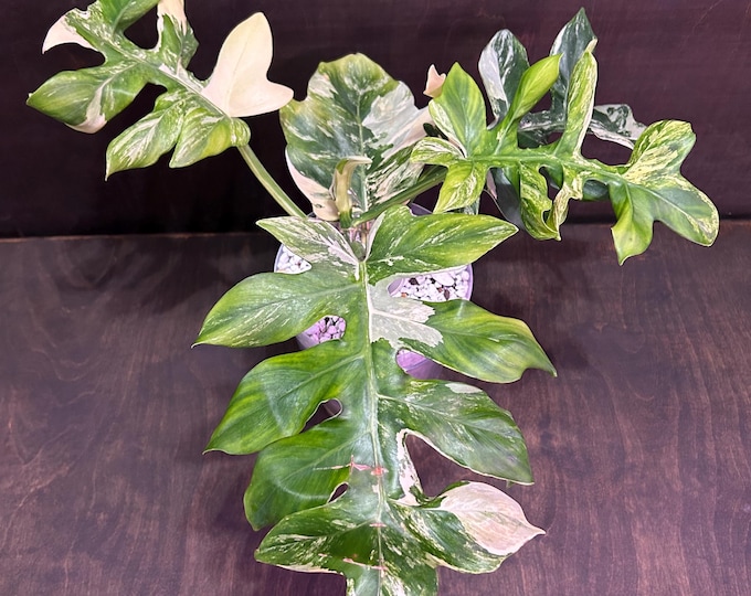 Philodendron DISTANTILOBUM Variegated * USA Pick Your Plant
