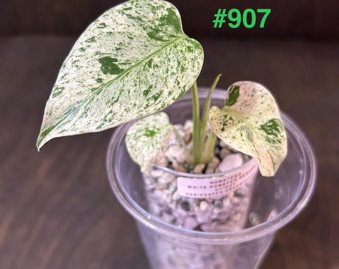 NeW* MuTaTiOn* Monstera White Monster DENSER Variegated * USA * Pick Your Plant