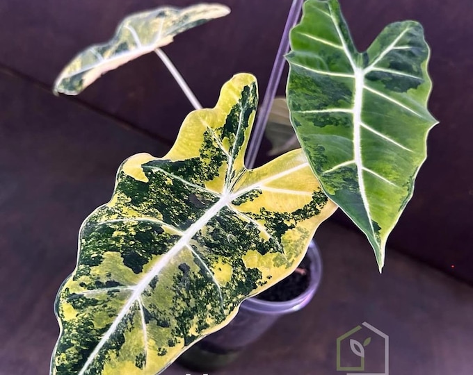 Alocasia Frydek Aurea Variegated * USA Pick Your Plant