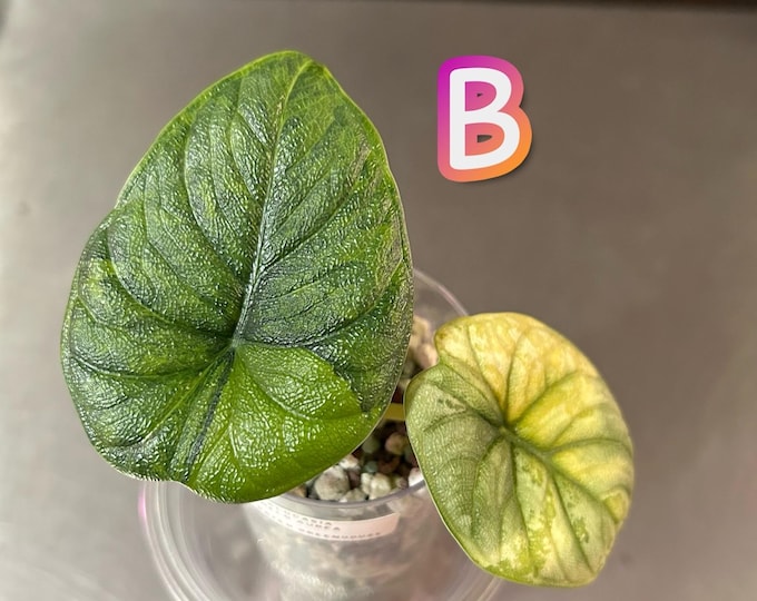 Alocasia Melo Aurea GoG Green on Green Variegated * USA Pick Your Plant