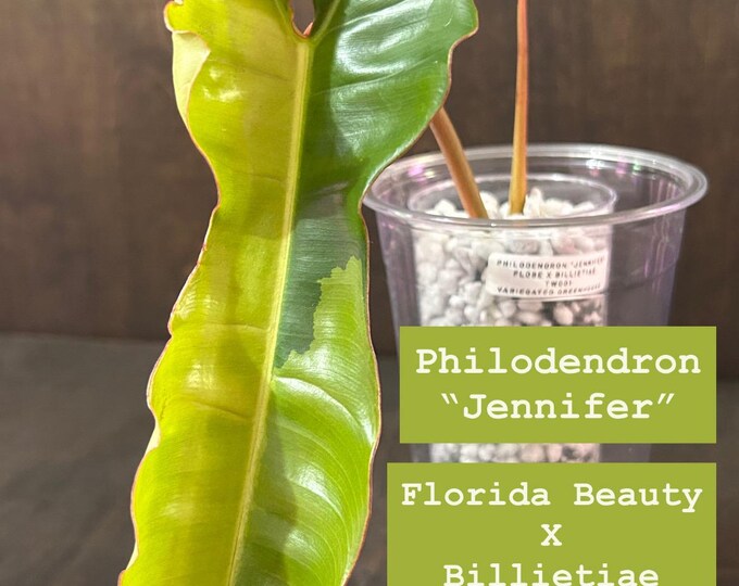 Philodendron Jennifer ~ Billietiae X Florida Beauty ~ Variegated Hybrid * USA Exact Plant