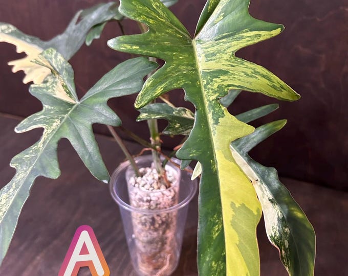 Philodendron Hybrid - Narrow Form - Florida Beauty X Mayoi Variegated * USA Exact Plant