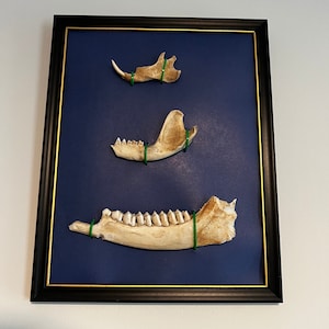 Jaw Bone Wall Art