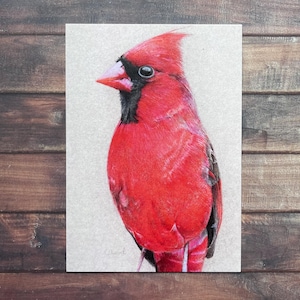 Cardinal rouge - Carte postale/carte pour correspondance A6