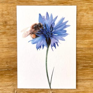 Cornflower Cuddle -A6 Postcard/Notecard