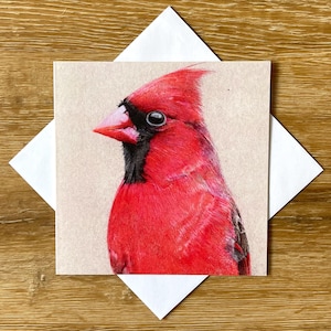 May include: A detailed illustration of a red cardinal bird with black accents on a square card. The bird is depicted in profile, showcasing its vibrant red plumage and distinctive crest. The card is set against a neutral background and surrounded by white paper.