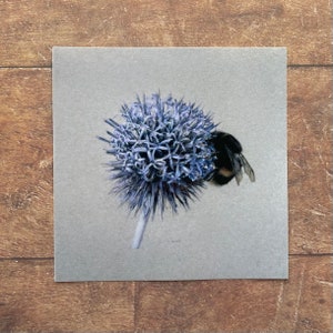 May include: A close-up of a blue globe thistle with a bumblebee perched on the side. The flower is in focus, while the background is blurred.