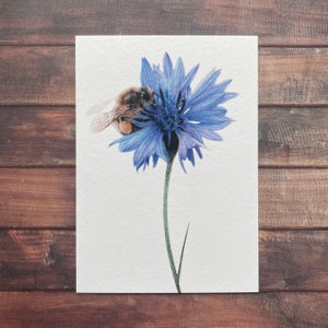 Câlin de bleuet - Carte postale/Carte pour notes A6