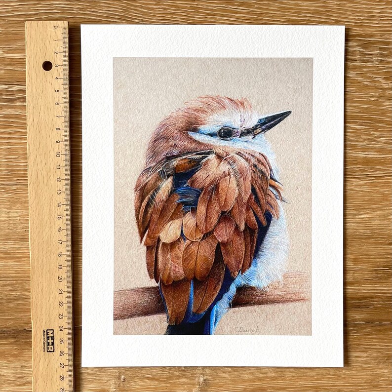 Racket Tailed Roller - Limited Edition Print - Etsy