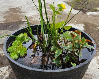 Container Pond Set. 3 Marginal Pollinator Plants, Dwarf Lily & Floating Plant