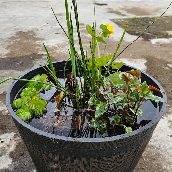 Container Pond Set. 3 Marginal Pollinator Plants, Dwarf Lily & Floating Plant
