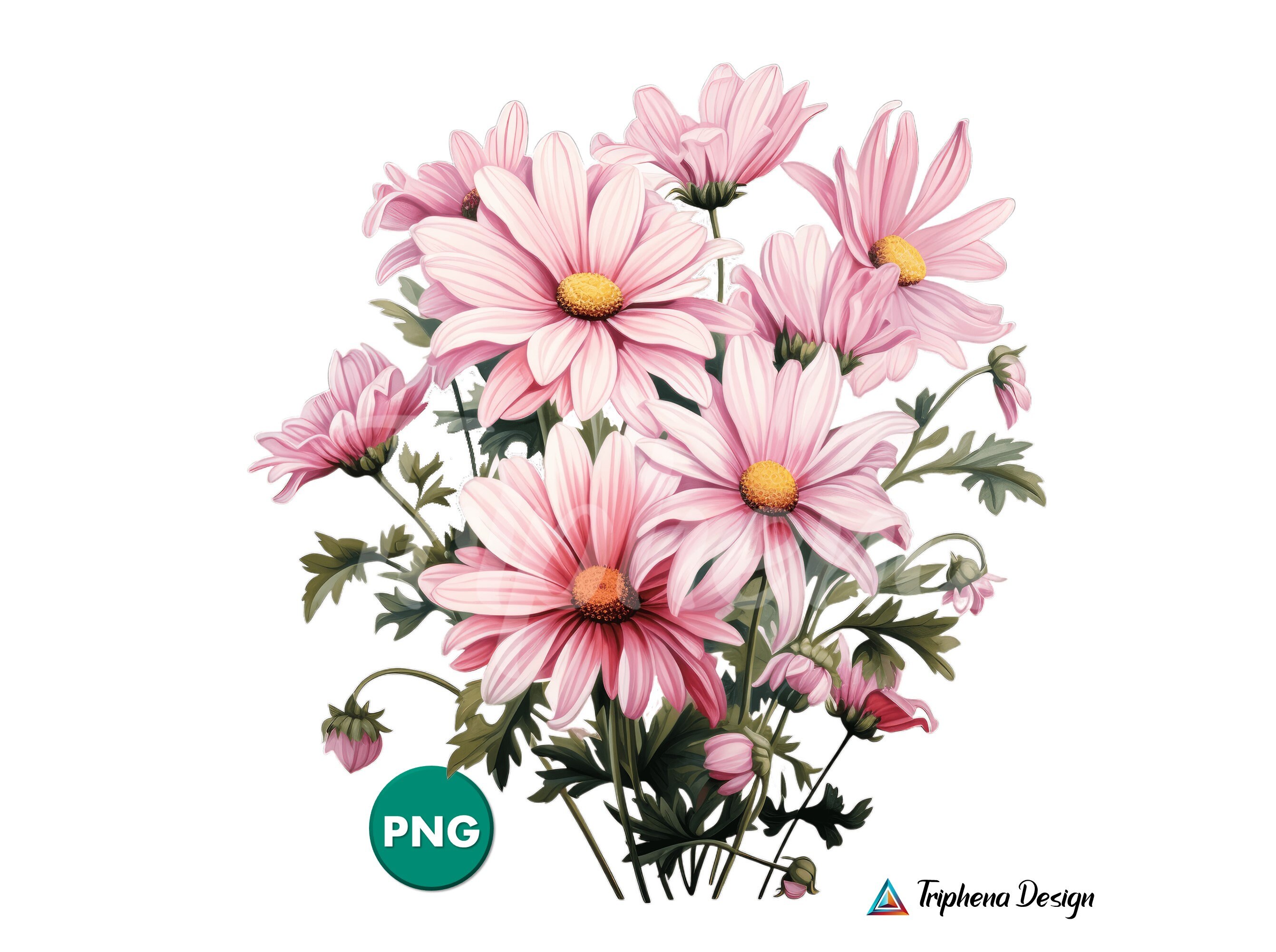 Pink Daisies Clipart 10 High-quality PNG Files Botanical Clipart ...