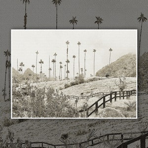 Cocora Valley Palm Tree Digital Print Photography Salento Colombia