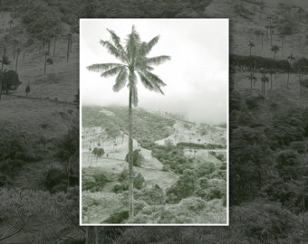Palm Tree Cocora Valley Salento Colombia Digital Print Photography