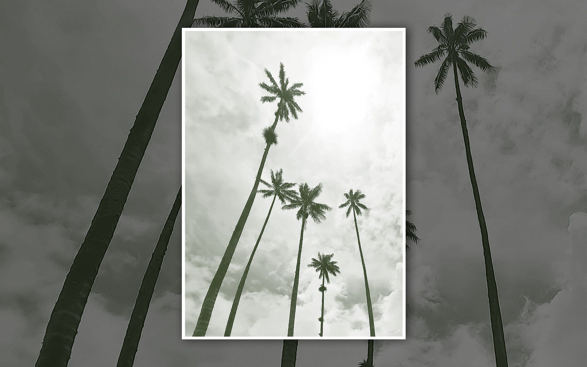Cocora Valley Tall Palm Trees Salento Colombia Digital Print Photography