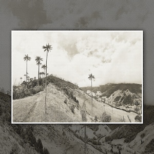 Cocora Valley Palm Tree Salento Colombia Digital Print Photography