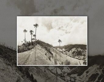Cocora Valley Palm Tree Salento Colombia Digital Print Photography