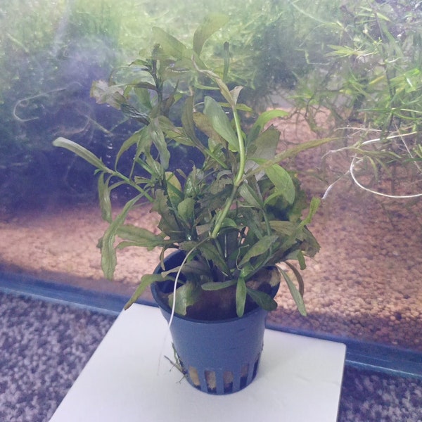 Hygrophila Polysperma - Rooted Plants In Rockwool + 1 Free mystery gift plant!