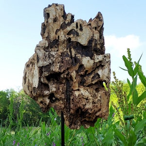 Nature&#39;s Sculpture in Wood - II