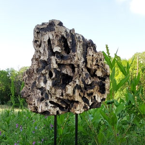 Nature&#39;s Sculpture in Wood - I
