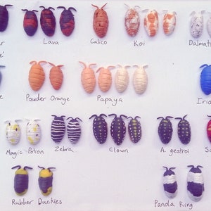 Clay Isopods