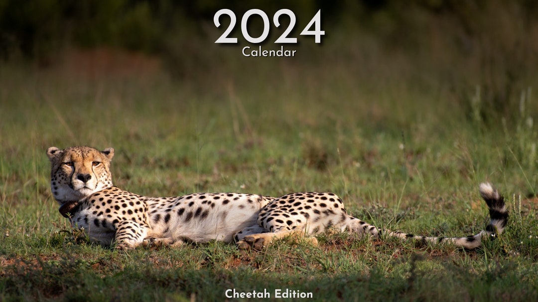 2024 Cheetah Calendar Etsy