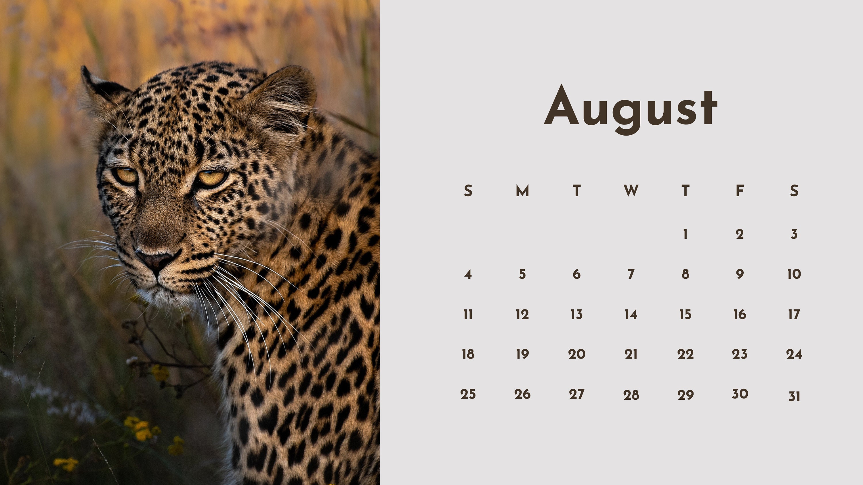 2024 Wildlife Leopard Calendar Etsy