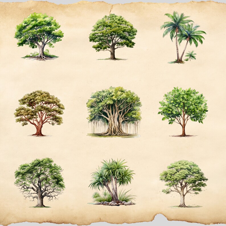 Watercolor Tropical Rainforest Trees, Tree Clipart, Clipart Bundle, 35 PNG, Botanical Art ...