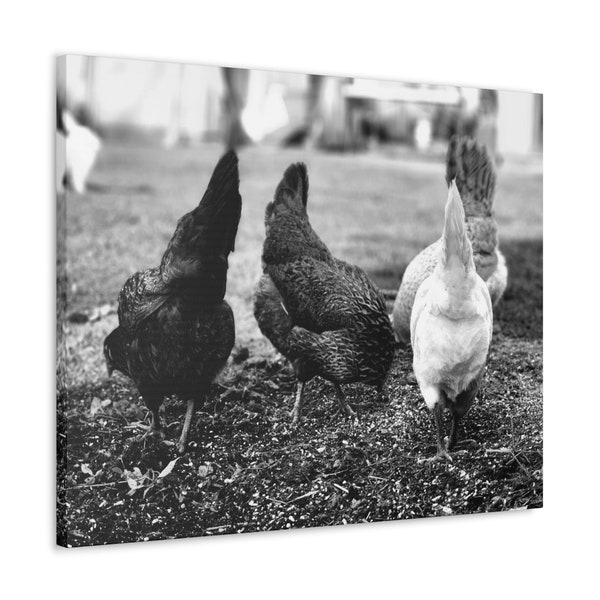 Fluffy Chicken Butt Canvas Gallery Wrap, Black & white
