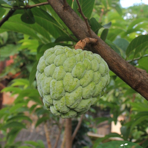 10 Cherimoya Tropical Fruit Seeds