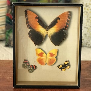 Cornice nera con stampa trompe l'oeil a forma di farfalla