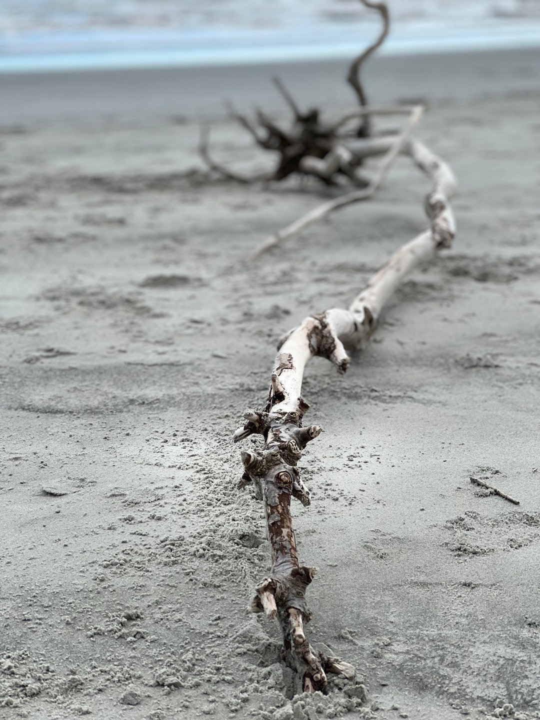 Cherry Grove Beach Driftwood Etsy