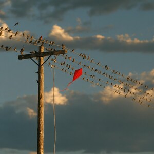 May include: A bright red diamond-shaped kite is tangled in a series of utility lines attached to a wooden utility pole. Numerous small birds are perched along the wires against a cloudy sky during the golden hour of late afternoon light.