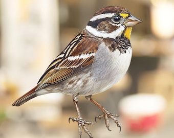 White-throated Sparrow Bird Window Cling No Adhesive, Easy to Place and Reuse Audubon Decor Gift for Bird Lover Decal Sticker