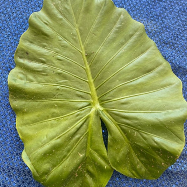 Hoja de Malanga