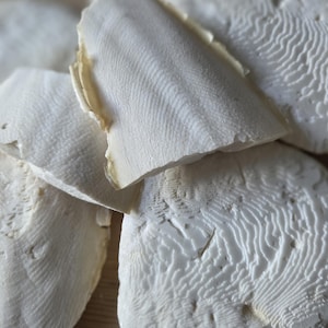 Ossa di seppia biologiche della Cornovaglia - Arricchimento di calcio per uccelli, tartarughe, pappagalli, rettili e polli.